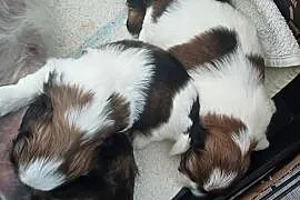 Shihtzu
