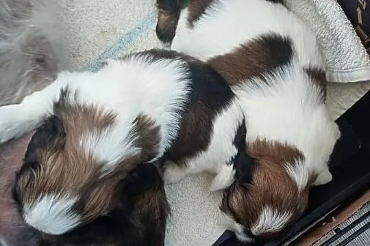 Shihtzu, Kujawsko-pomorskie, Fletnowo