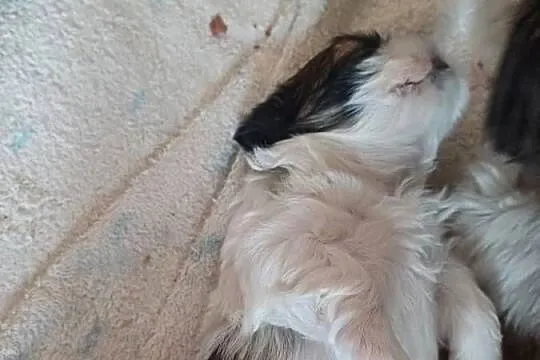 Shihtzu, Kujawsko-pomorskie, Fletnowo