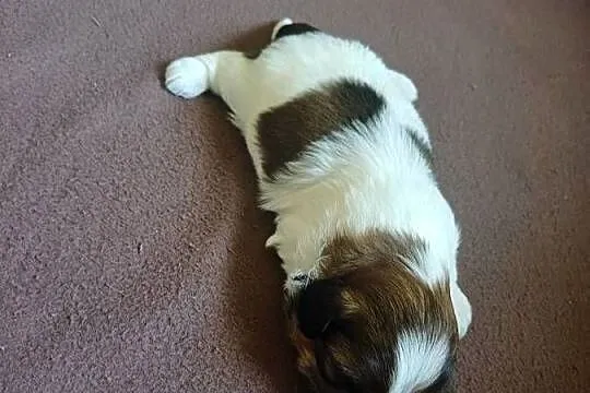 Shihtzu, Kujawsko-pomorskie, Fletnowo