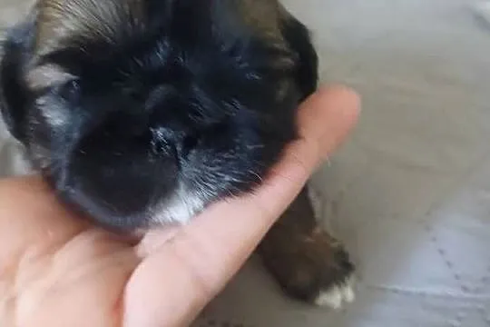 Shihtzu, Kujawsko-pomorskie, Fletnowo