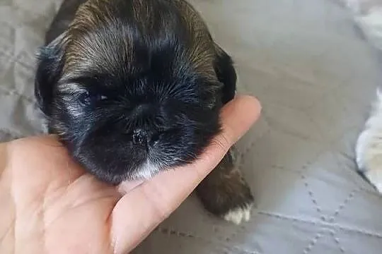 Shihtzu, Kujawsko-pomorskie, Fletnowo