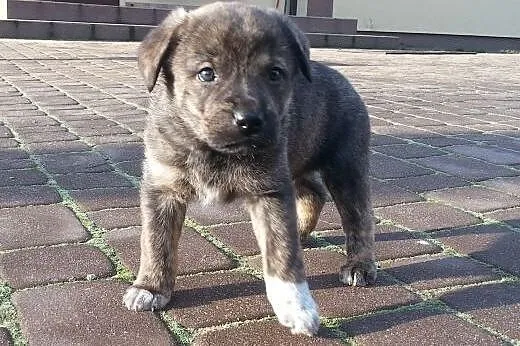 Bafi -szczeniak 6 tyg do adopcji,  Kundelki cała Polska