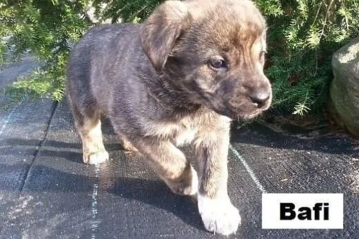 Bafi -szczeniak 6 tyg do adopcji,  Kundelki cała P