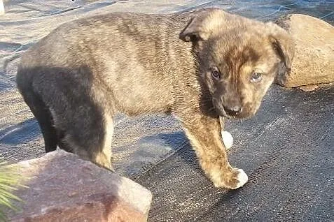 Bafi -szczeniak 6 tyg do adopcji,  Kundelki cała P