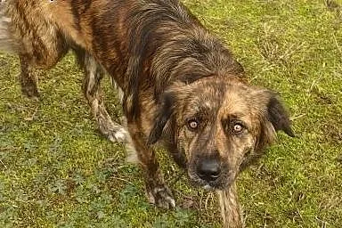 Bafi -szczeniak 6 tyg do adopcji,  Kundelki cała P