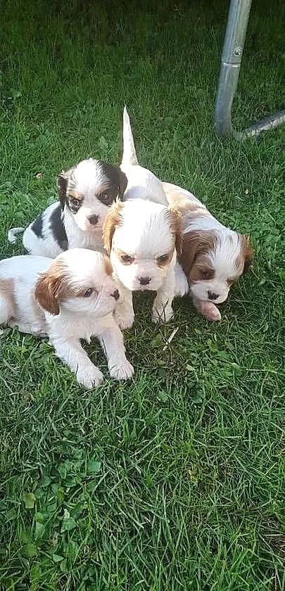 Suczka Cavalier king charles spaniel blenhein, Małopolskie, Nieczajna Górna