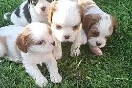 Suczka Cavalier king charles spaniel blenhein