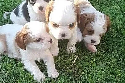 Suczka Cavalier king charles spaniel blenhein, Małopolskie, Nieczajna Górna