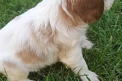Suczka Cavalier king charles spaniel blenhein, Małopolskie, Nieczajna Górna