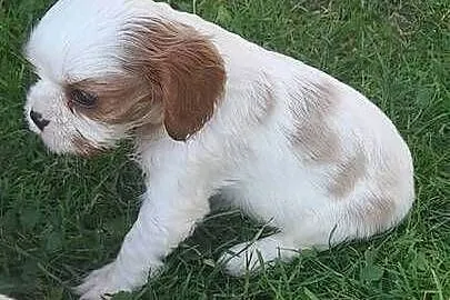 Suczka Cavalier king charles spaniel blenhein, Małopolskie, Nieczajna Górna