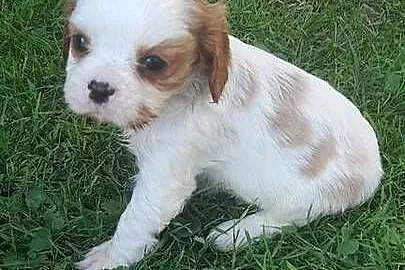 Suczka Cavalier king charles spaniel blenhein, Małopolskie, Nieczajna Górna