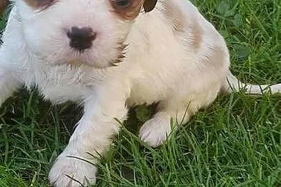 Suczka Cavalier king charles spaniel blenhein, Małopolskie, Nieczajna Górna