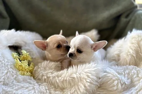CHIHUAHUA PIĘKNE KRÓTKOWŁOSE SUNIE, Mazowieckie, Warszawa
