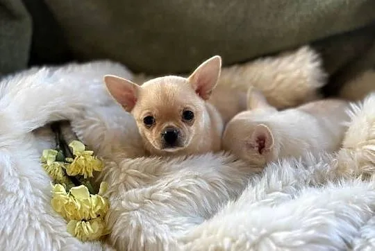 CHIHUAHUA PIĘKNE KRÓTKOWŁOSE SUNIE, Mazowieckie, Warszawa