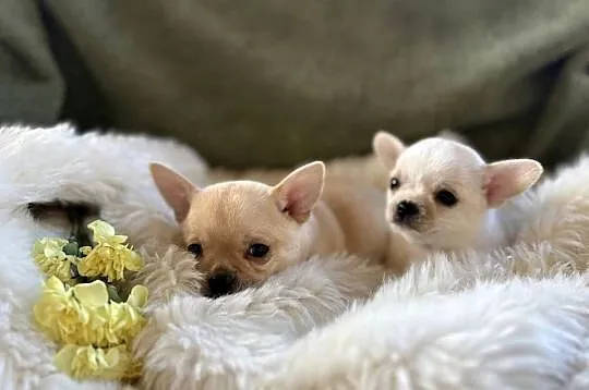 CHIHUAHUA PIĘKNE KRÓTKOWŁOSE SUNIE, Mazowieckie, Warszawa