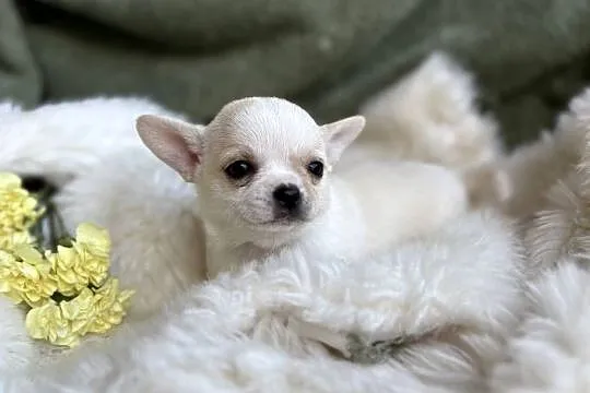 CHIHUAHUA PIĘKNE KRÓTKOWŁOSE SUNIE, Mazowieckie, Warszawa