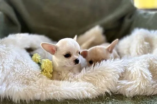 CHIHUAHUA PIĘKNE KRÓTKOWŁOSE SUNIE, Mazowieckie, Warszawa