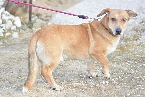 Śliczny Beniamin kocha człowieka tak mocno... Serc