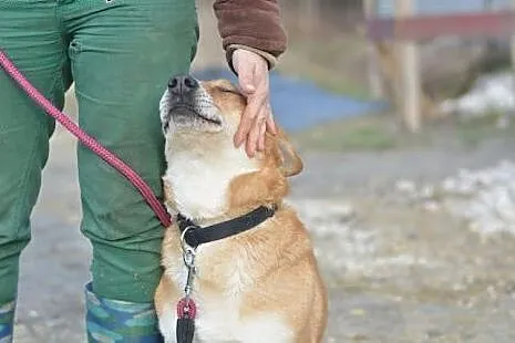 Śliczny Beniamin kocha człowieka tak mocno... Serc