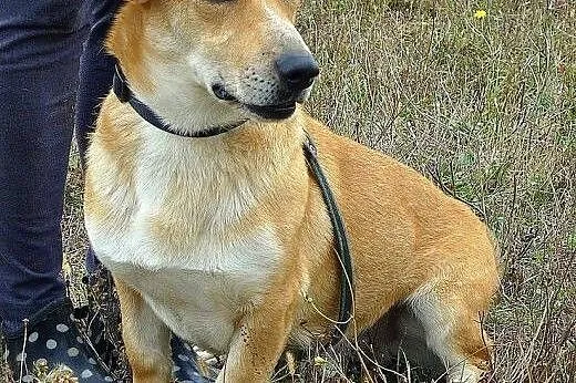 Śliczny Beniamin kocha człowieka tak mocno... Serc