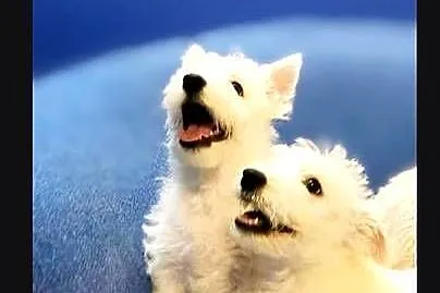 West Highland White terrier chłopiec