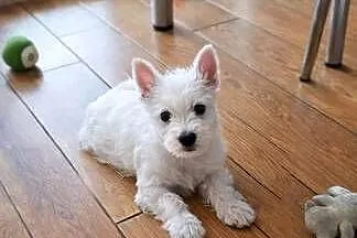 West Highland White terrier chłopiec, Łódzkie, Pajęczno