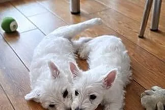 West Highland White terrier chłopiec, Łódzkie, Pajęczno