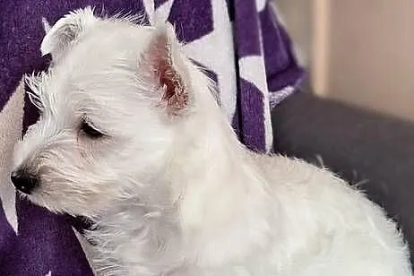 West Highland White terrier chłopiec, Łódzkie, Pajęczno
