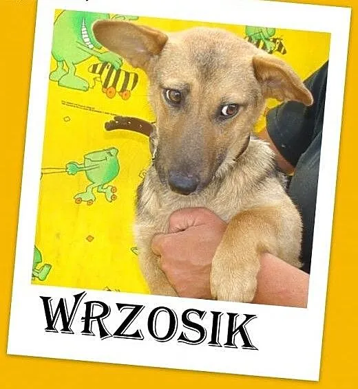 Jamnikowaty,młody 11mies.łagodny,przyjazny,mały pi