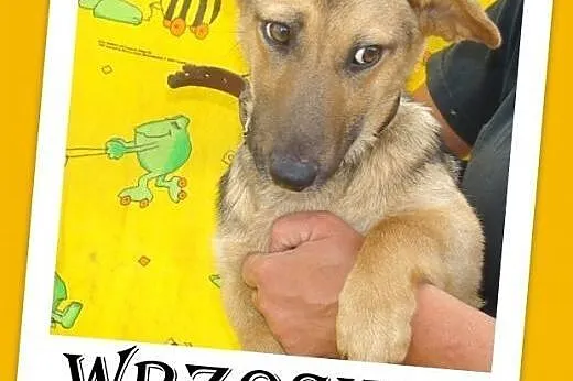 Jamnikowaty,młody 11mies.łagodny,przyjazny,mały pi