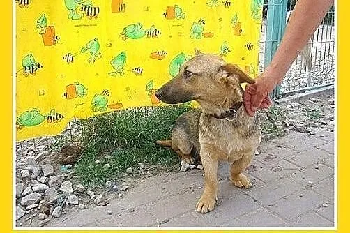 Jamnikowaty,młody 11mies.łagodny,przyjazny,mały pi