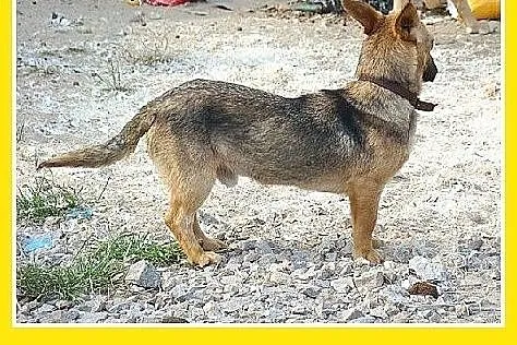 Jamnikowaty,młody 11mies.łagodny,przyjazny,mały pi