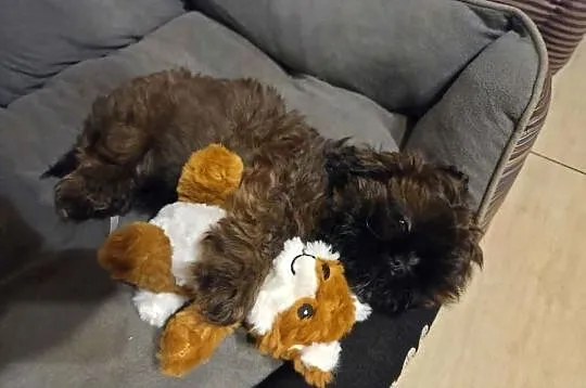 Sprzedam szczeniaczki Shih Tzu, Świętokrzyskie, Nosów-Kolonie