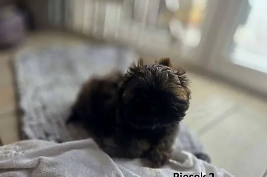 Sprzedam szczeniaczki Shih Tzu, Świętokrzyskie, Nosów-Kolonie