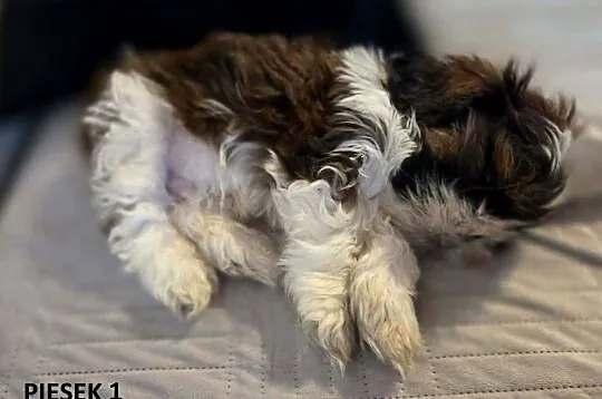 Sprzedam szczeniaczki Shih Tzu, Świętokrzyskie, Nosów-Kolonie
