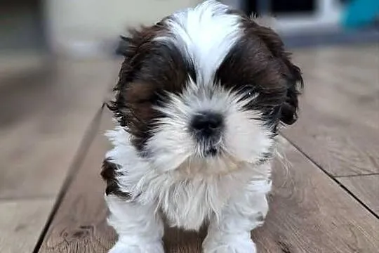 Sprzedam szczeniaczki Shih Tzu, Świętokrzyskie, Nosów-Kolonie
