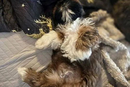 Sprzedam szczeniaczki Shih Tzu, Świętokrzyskie, Nosów-Kolonie