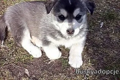 POPPY- wesoły szczeniak mix husky do adopcji,  śląskie Katowice