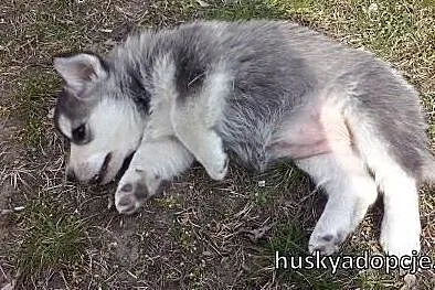POPPY- wesoły szczeniak mix husky do adopcji,  ślą