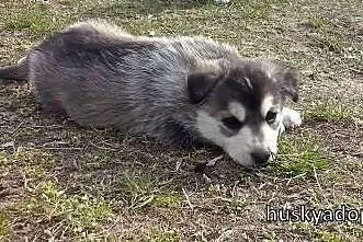 POPPY- wesoły szczeniak mix husky do adopcji,  ślą