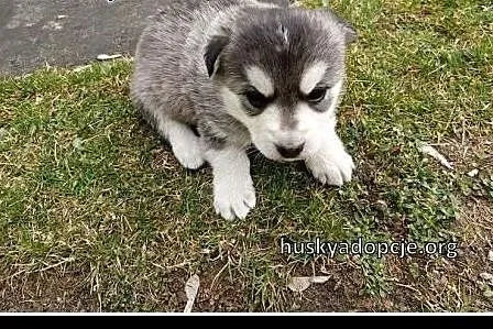 POPPY- wesoły szczeniak mix husky do adopcji,  ślą