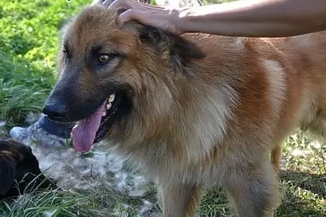 Grześ - puchata kuleczka nieszczęścia czeka w bied