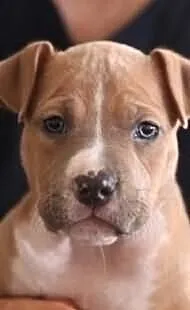 Amstaff szczeniaczki mocnej budowy!