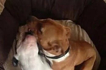 Amstaff szczeniaczki mocnej budowy!