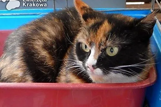 Kolorowa Emilka jedyna taka na świecie,  małopolsk
