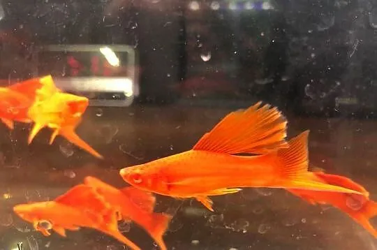 Mieczyk Kalafior Cauliflower Full Red albino rosefin