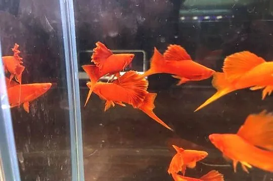 Mieczyk Kalafior Cauliflower Full Red albino rosefin, Łódzkie, Justynów