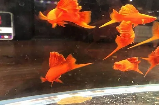 Mieczyk Kalafior Cauliflower Full Red albino rosefin, Łódzkie, Justynów