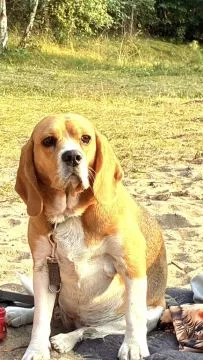 Oddam beagle - przyjaciółkę dzieci, jest wspaniałym towarzyszem